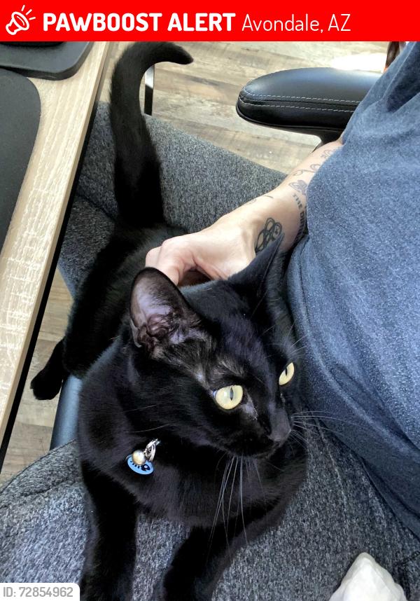 Lost Female Cat last seen 123rd Ave and Jackson Street , Avondale, AZ 85323