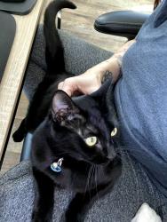 Lost Female Cat last seen 123rd Ave and Jackson Street , Avondale, AZ 85323