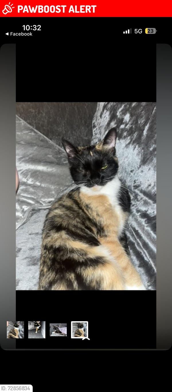Lost Female Cat last seen In the est near gorsey lane, Merseyside, England L30 2PF