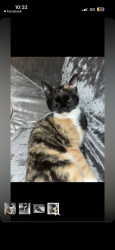 Lost Female Cat last seen In the est near gorsey lane, Merseyside, England L30 2PF