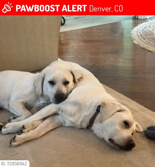 Lost Male Dog last seen Near Leyden street , Denver, CO 80207