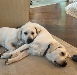 Lost Male Dog last seen Near Leyden street , Denver, CO 80207