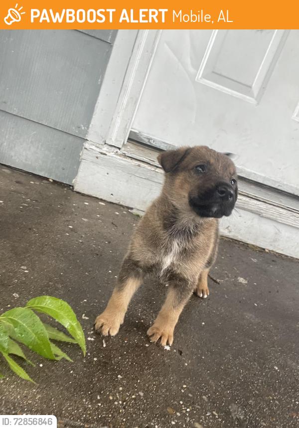 Found/Stray Female Dog last seen Michigan ave, Mobile, AL 36605