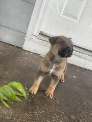 Found/Stray Female Dog last seen Michigan ave, Mobile, AL 36605