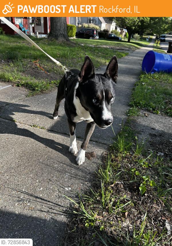 Found/Stray Male Dog last seen Oak Knolls Ave, Rockford, IL 61107