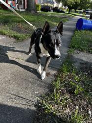 Found/Stray Male Dog last seen Oak Knolls Ave, Rockford, IL 61107
