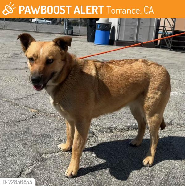 Found/Stray Female Dog last seen Artesia Blvd and Casimir Ave, Torrance, CA 90504