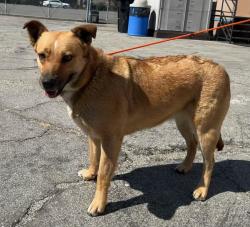 Found/Stray Female Dog last seen Artesia Blvd and Casimir Ave, Torrance, CA 90504