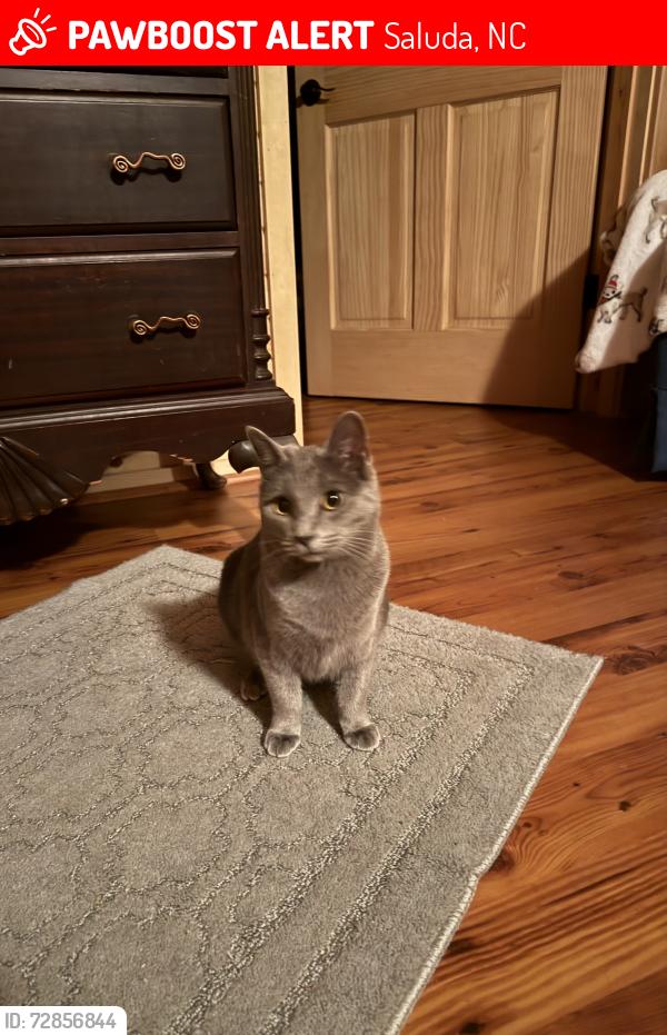 Lost Female Cat last seen Holbert cove Rd, Saluda, NC 28773