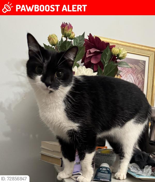 Lost Female Cat last seen Municipal Gardens, Hampshire, England GU11