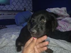 Lost Male Dog last seen Advance auto parts, Ruskin, FL 33570