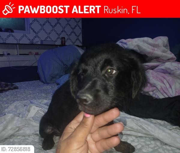 Lost Male Dog last seen Advance auto parts, Ruskin, FL 33570