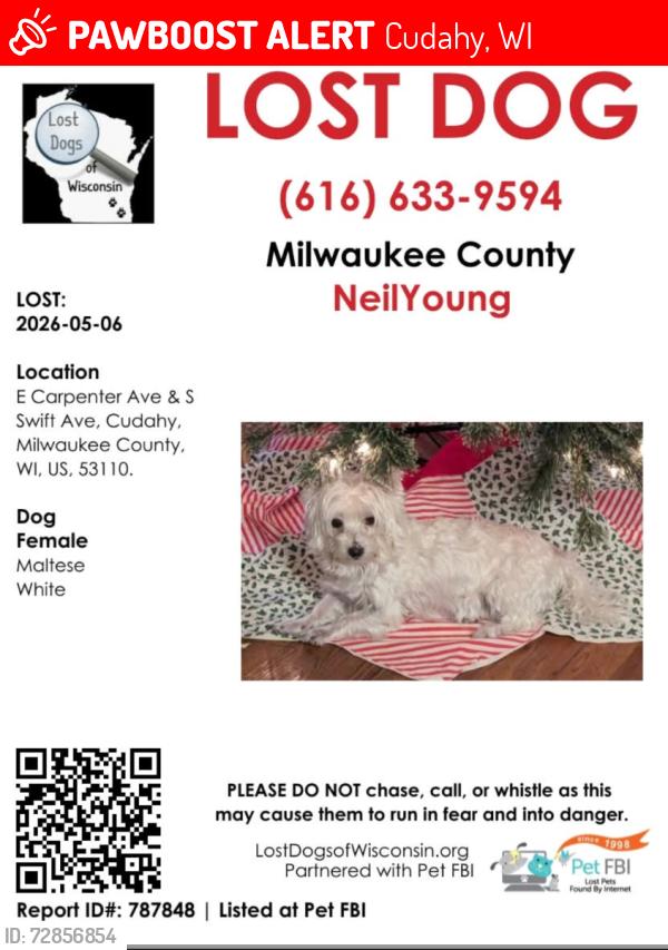 Lost Female Dog last seen Swift and Carpenter, Cudahy, WI 53110