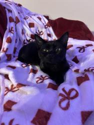 Lost Female Cat last seen Lacey, Washington by Meadows elementary, Lacey, WA 98503
