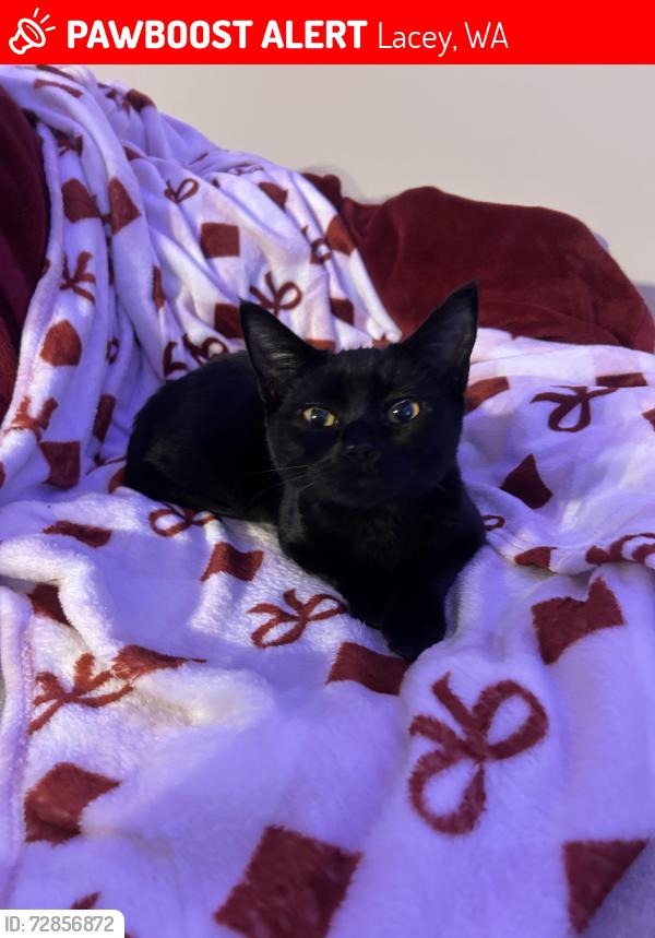 Lost Female Cat last seen Lacey, Washington by Meadows elementary, Lacey, WA 98503