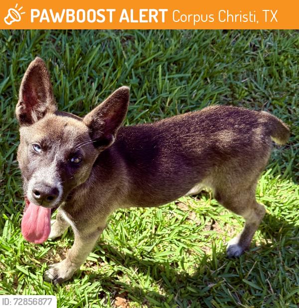 Found/Stray Female Dog last seen Cimarron Blvd, Corpus Christi, TX, Corpus Christi, TX 78414