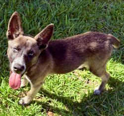 Found/Stray Female Dog last seen Cimarron Blvd, Corpus Christi, TX, Corpus Christi, TX 78414