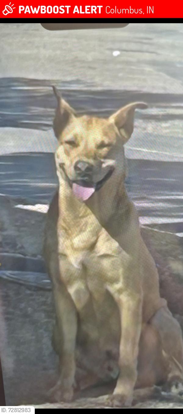 Lost Male Dog last seen Cameron Court 1001N.Indiana 79415, Columbus, IN 47203