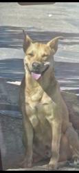 Lost Male Dog last seen Cameron Court 1001N.Indiana 79415, Columbus, IN 47203