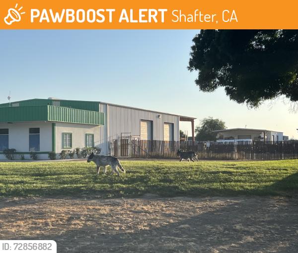 Found/Stray Unknown Dog last seen 7th Standard Shafter Ca, Shafter, CA 93314