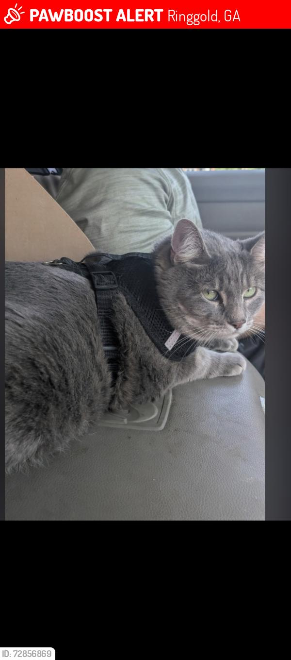 Lost Female Cat last seen South ring gold welcome center, ga, Ringgold, GA 30736