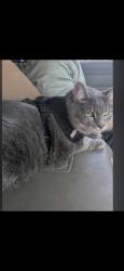 Lost Female Cat last seen South ring gold welcome center, ga, Ringgold, GA 30736