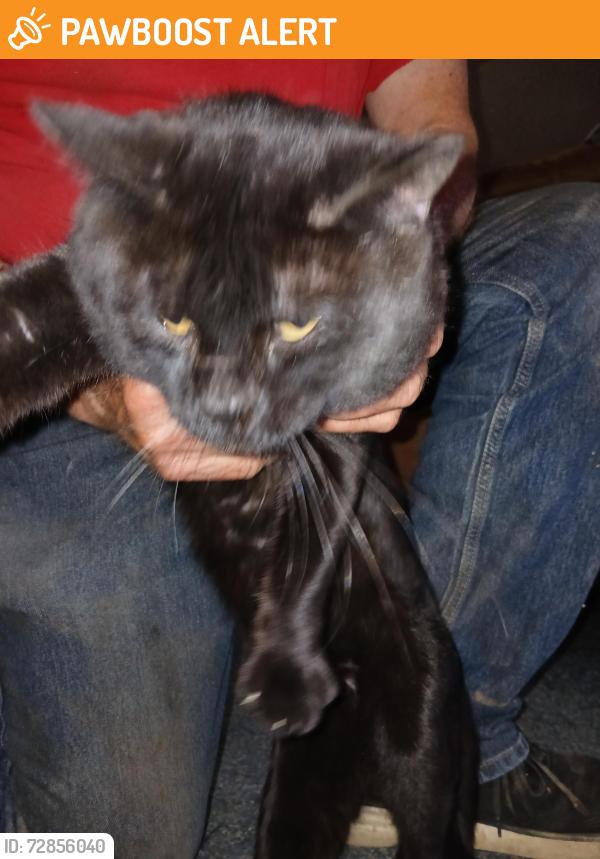 Found/Stray Male Cat last seen 120th Ave N and Hoover rd, London Township, KS 67152