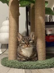 Lost Female Cat last seen Langham creek softball field, Houston, TX 77095