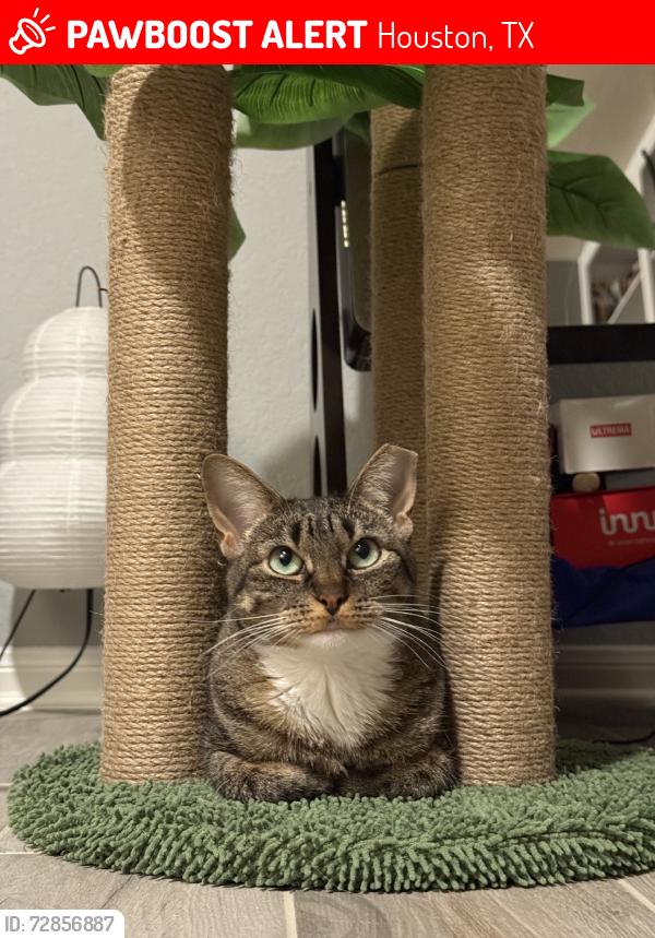 Lost Female Cat last seen Langham creek softball field, Houston, TX 77095