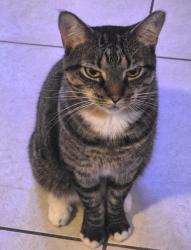 Lost Female Cat last seen 50th Ct and 104th Avenue, Coral Springs, FL 33076