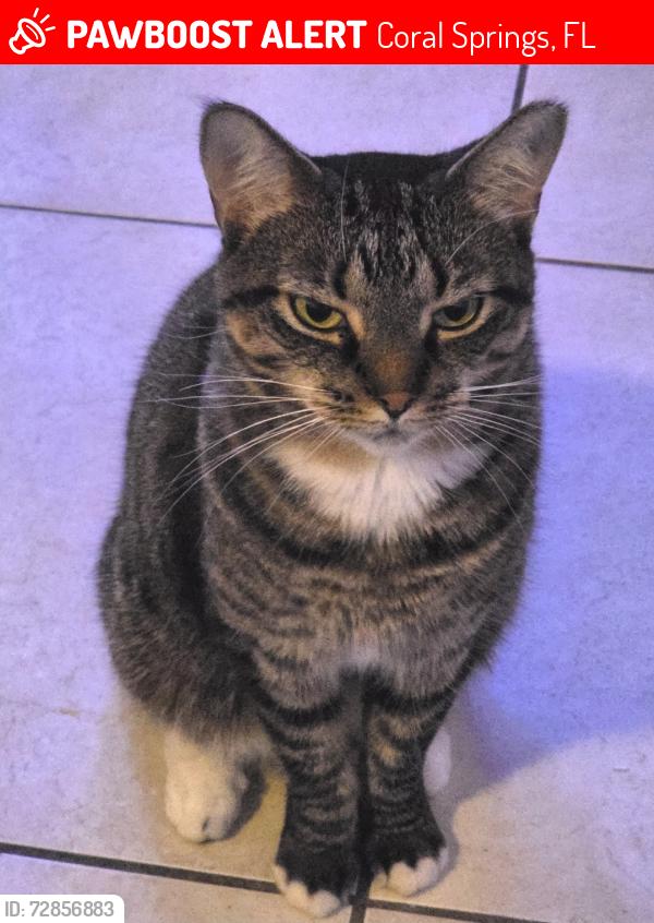 Lost Female Cat last seen 50th Ct and 104th Avenue, Coral Springs, FL 33076