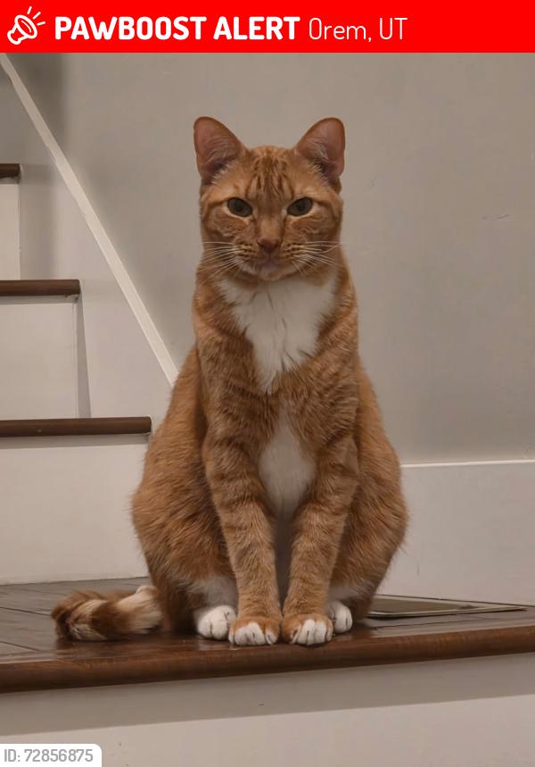 Lost Male Cat last seen Near W 720 S Orem , Orem, UT 84058