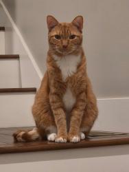 Lost Male Cat last seen Near W 720 S Orem , Orem, UT 84058