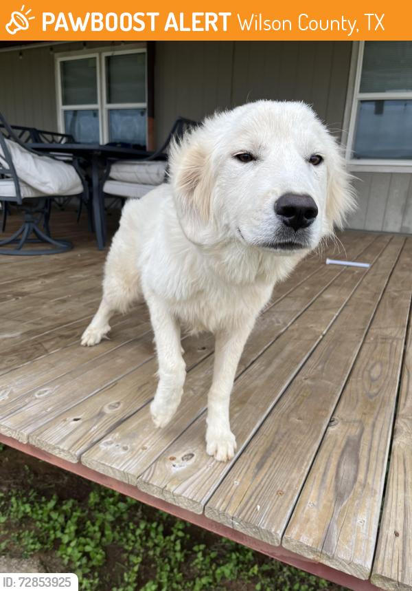 Found/Stray Female Dog last seen 536/2505, Wilson County, TX 78114