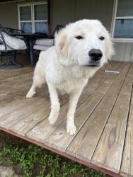 Found/Stray Female Dog last seen 536/2505, Wilson County, TX 78114