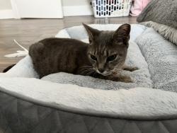Reunited Female Cat last seen N federal Hwy and 6th Ave N, Lake Worth Beach, FL 33460