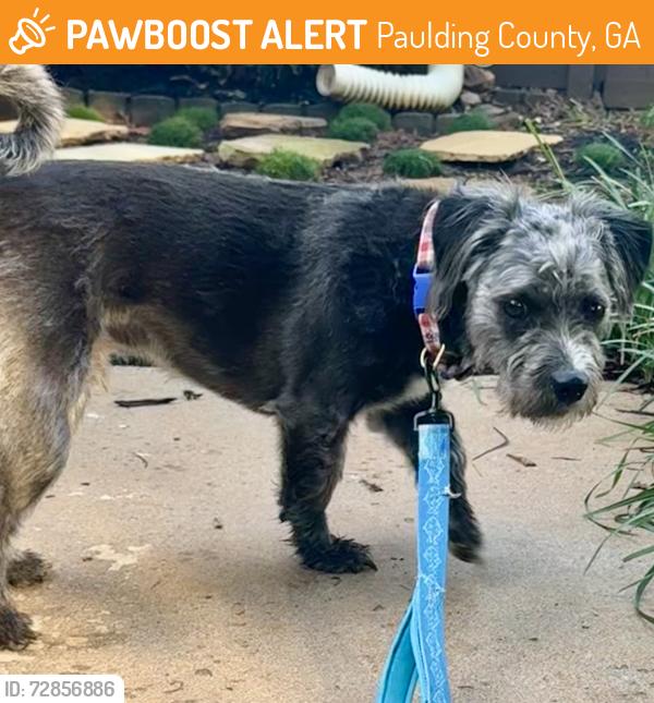 Found/Stray Male Dog last seen Chester Harris Drive, Paulding County, GA 30132