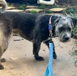 Found/Stray Male Dog last seen Chester Harris Drive, Paulding County, GA 30132