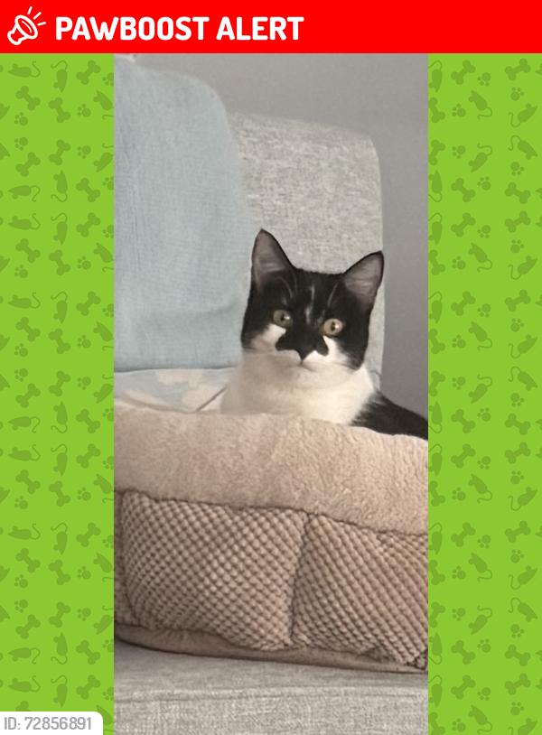 Lost Female Cat last seen Chesterwood, Spotsylvania County, VA 22407