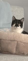 Lost Female Cat last seen Chesterwood, Spotsylvania County, VA 22407
