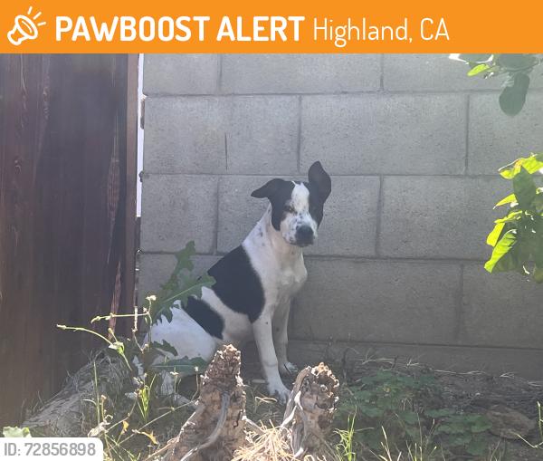 Found/Stray Female Dog last seen LaPraix and 28th, Highland, CA 92346