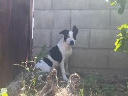 Found/Stray Female Dog last seen LaPraix and 28th, Highland, CA 92346