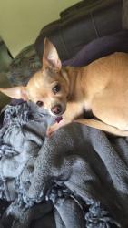 Lost Female Dog last seen Ursa Street, Bellair-Meadowbrook Terrace, FL 32073
