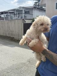 Found/Stray Unknown Dog last seen Across Central Park, Vancouver, BC V5S 3R3