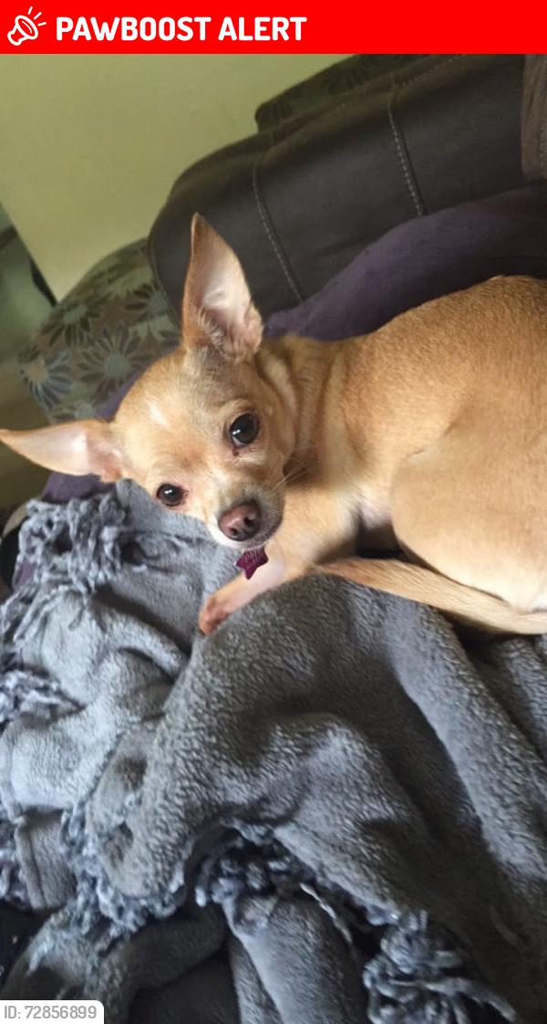 Lost Female Dog last seen Ursa Street, Bellair-Meadowbrook Terrace, FL 32073