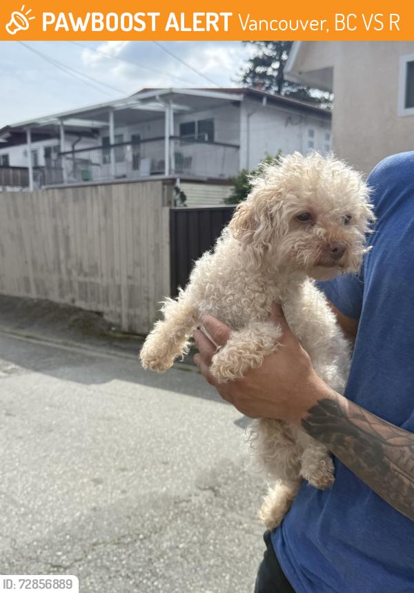 Found/Stray Unknown Dog last seen Across Central Park, Vancouver, BC V5S 3R3