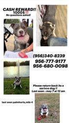 Lost Male Dog last seen Mile 3 Trosper, Palmhurst, TX 78574