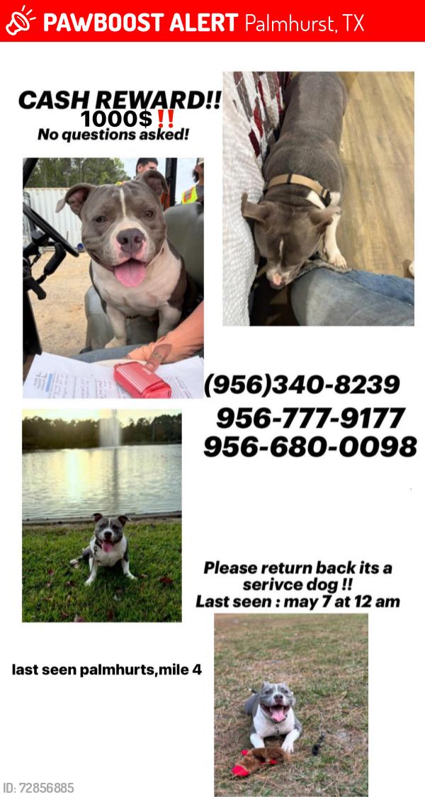 Lost Male Dog last seen Mile 3 Trosper, Palmhurst, TX 78574