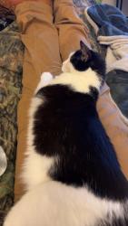 Reunited Female Cat last seen N Linwood ave, Appleton, WI 54914