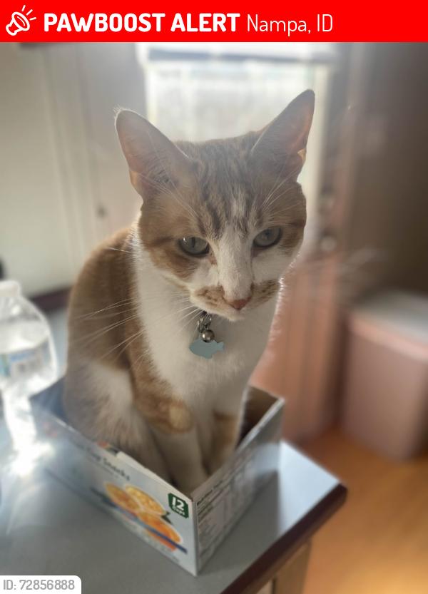 Lost Male Cat last seen S Maple and Florida St, Nampa, ID 83686